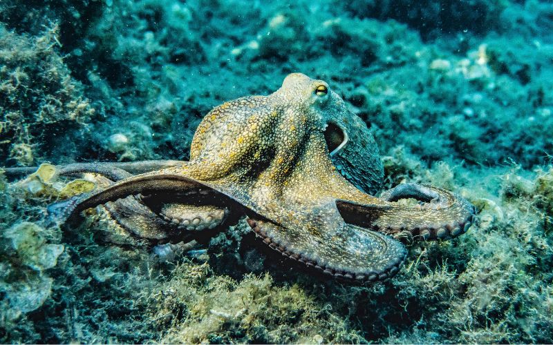 Nutritional Benefits of Octopus Nutritional Benefits of Octopus