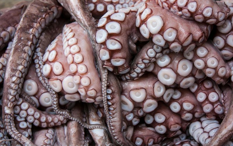 Nutritional Benefits of Octopus Nutritional Benefits of Octopus