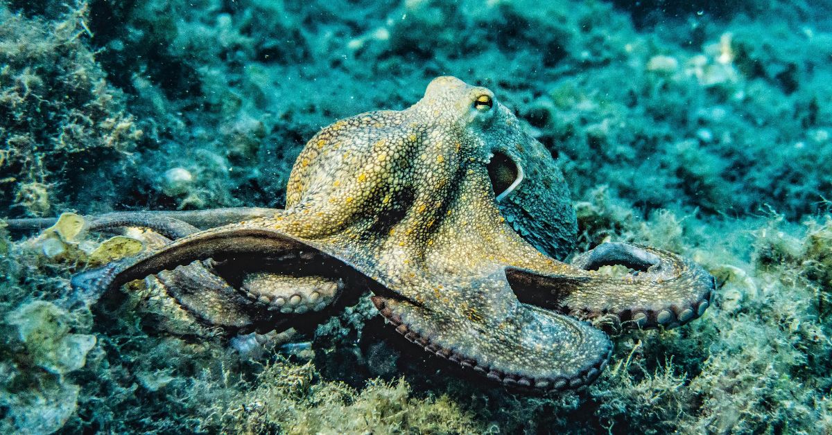 Best Nutritional Benefits of Octopus: A Superfood from the Sea